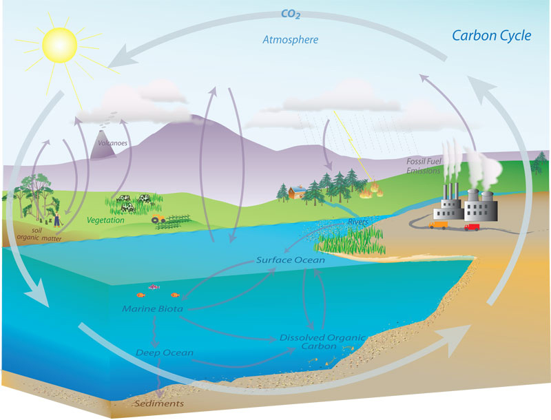 Carbon Cycle Miss Lagas
