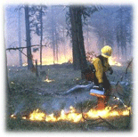 wildfire photo