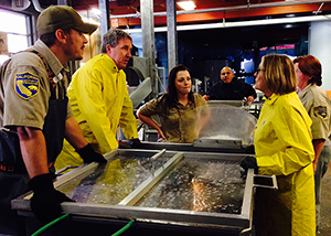 Robert Webb and Kathryn Sullivan join California Department of Fish and Wildlife personnel for a fish squeeze at the Don Clausen Fish Hatchery during a tour of the Russian River watershed.