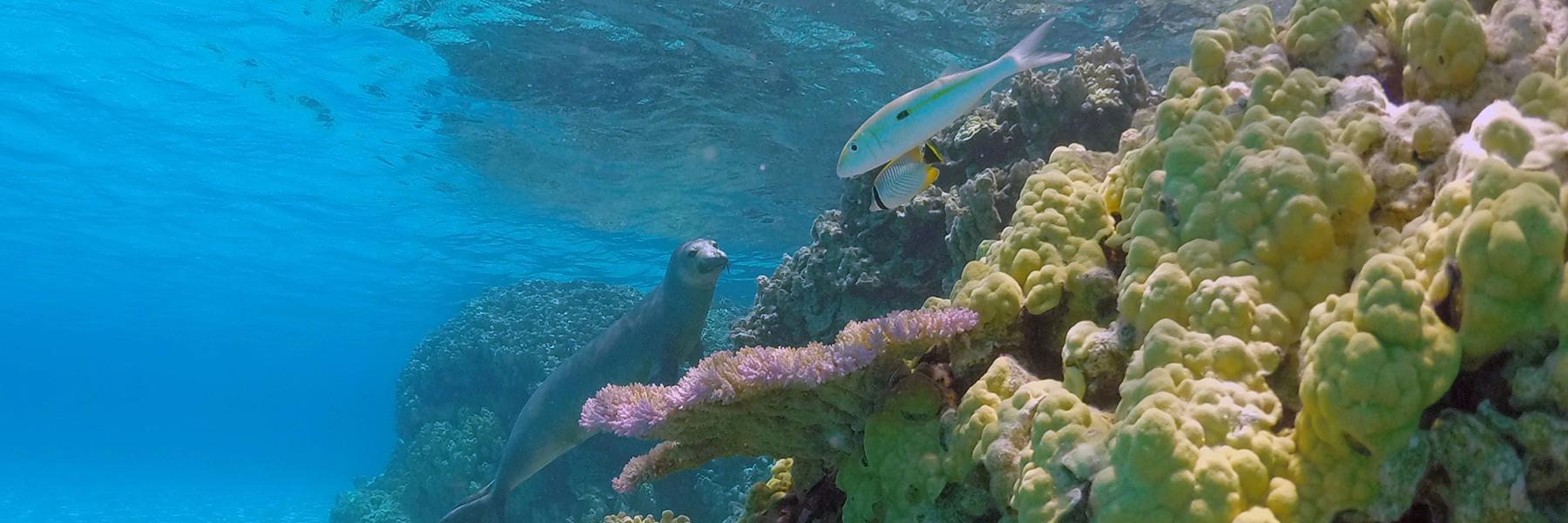 Undersea view of fish and a juvenile monk seal swimming around coral